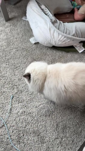 Josie loves to hide from me