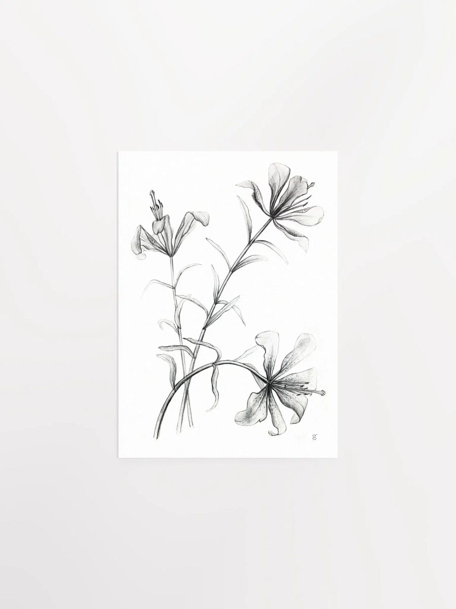 Lily Botanical Drawing Poster - Wild Elegant Flowers product image (1)
