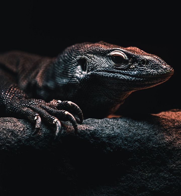 Melanistic Nile Monitor Claws Out #2 product image (1)