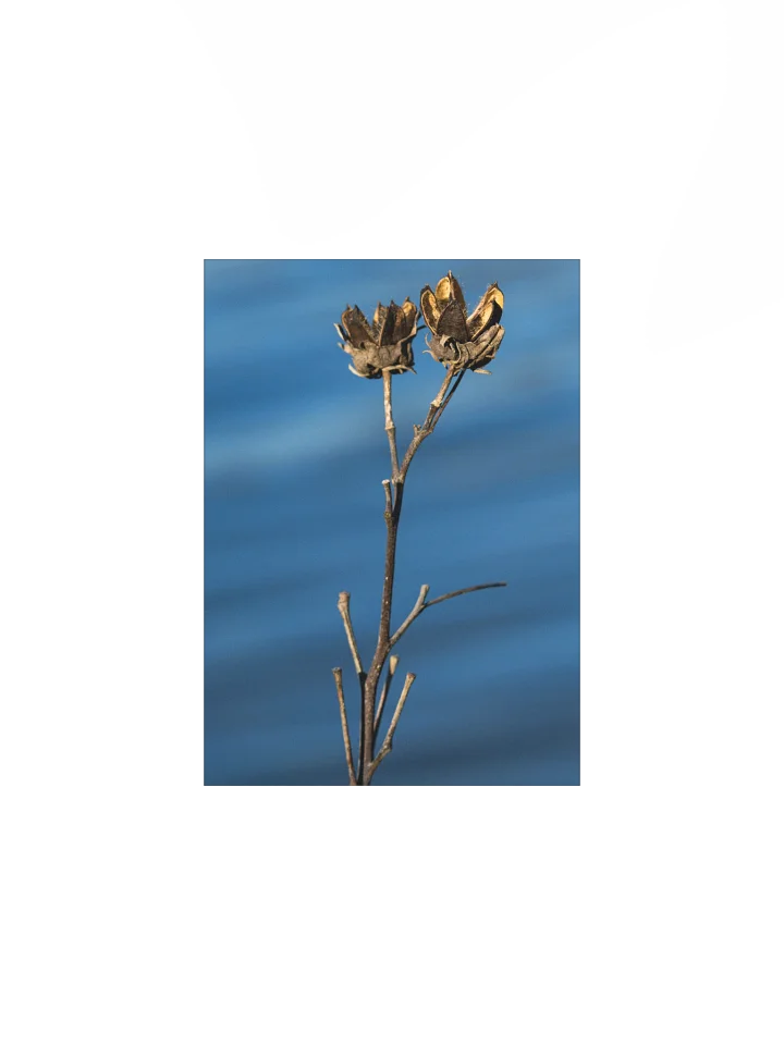 A Rush With Stillness (Matte Poster) product image (2)