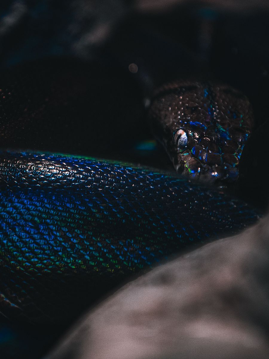 Black Reticulated Python product image (1)