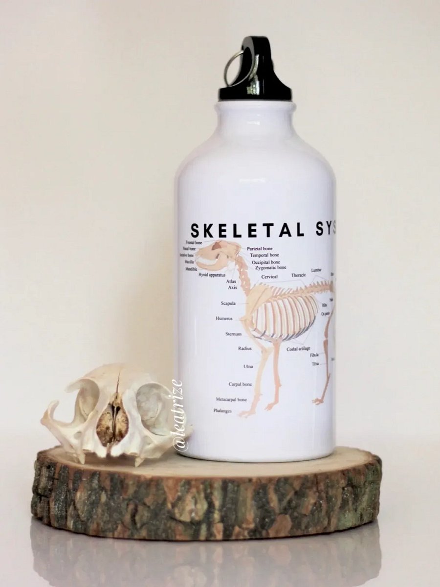 Canine Anatomy Sports Jug product image (5)