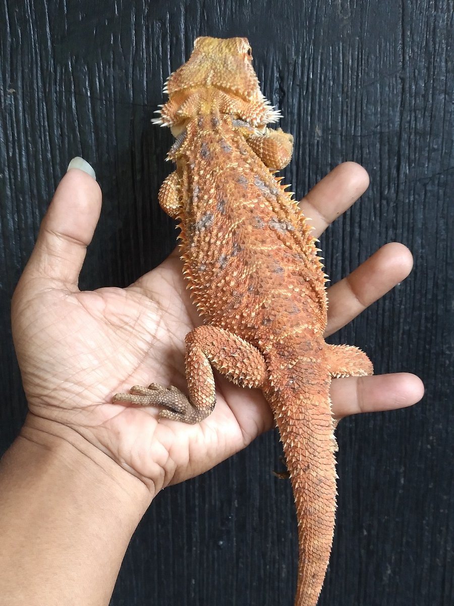Breaded Dragon product image (2)