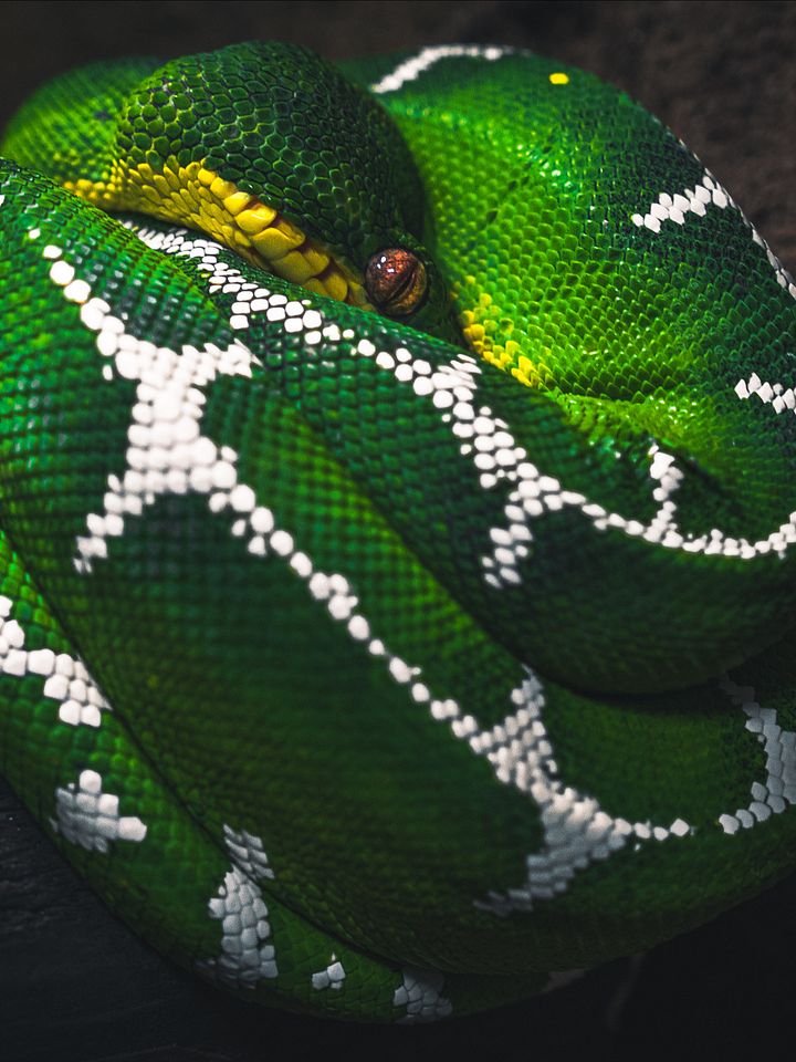 Amazon Basin Emerald Tree Boa #4 product image (1)