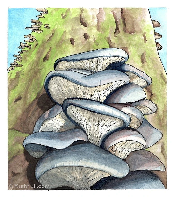 Oyster Mushrooms Giclée Print 6x7 product image (1)