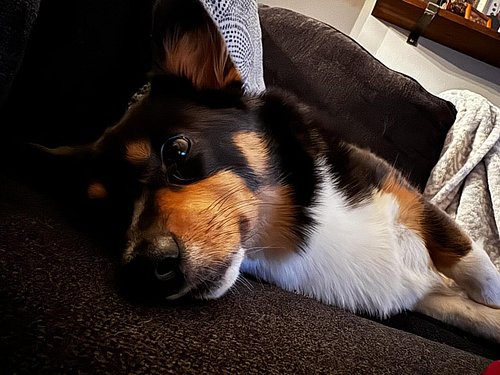 Sunday blues…

.
.
.
.
.
.
#corgi #corgination #corgilife #corgilove #corgicommunity #corgisofinstagram #dogsofinstagram #dog...