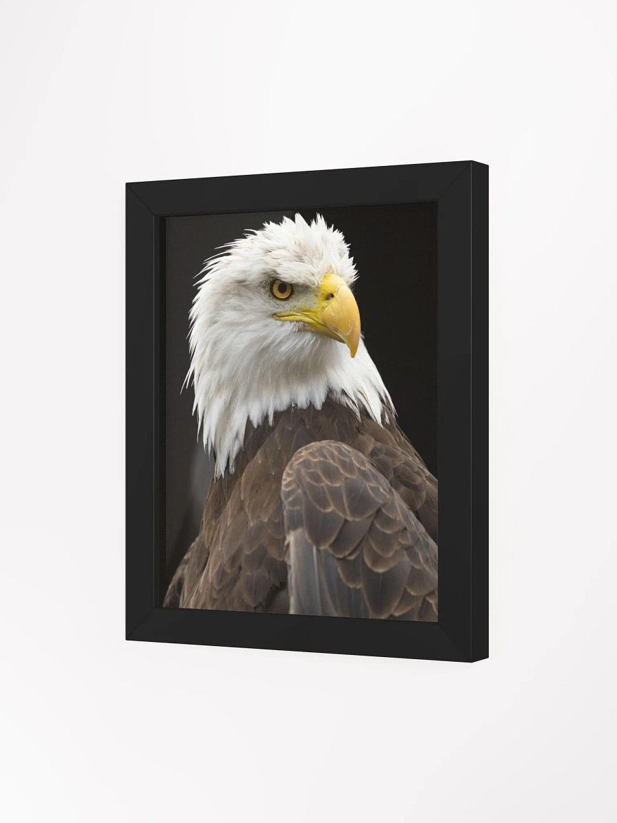 American Bald Eagle product image (30)