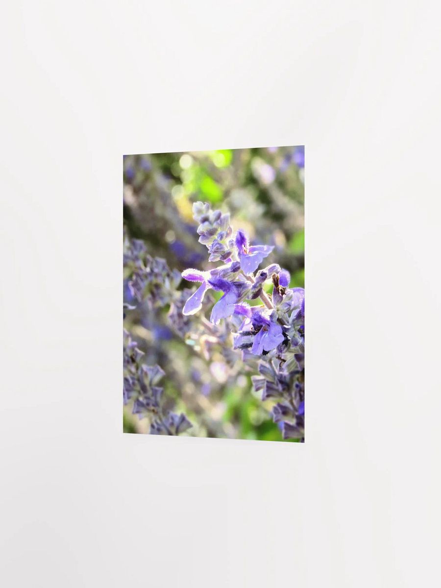Wisteria 2 product image (27)