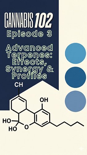 🌿 Cannabis 102:ep3 Advanced Terpenes — Effects, Synergy & Profiles

Terpenes are more than aroma — they help shape how cannab...