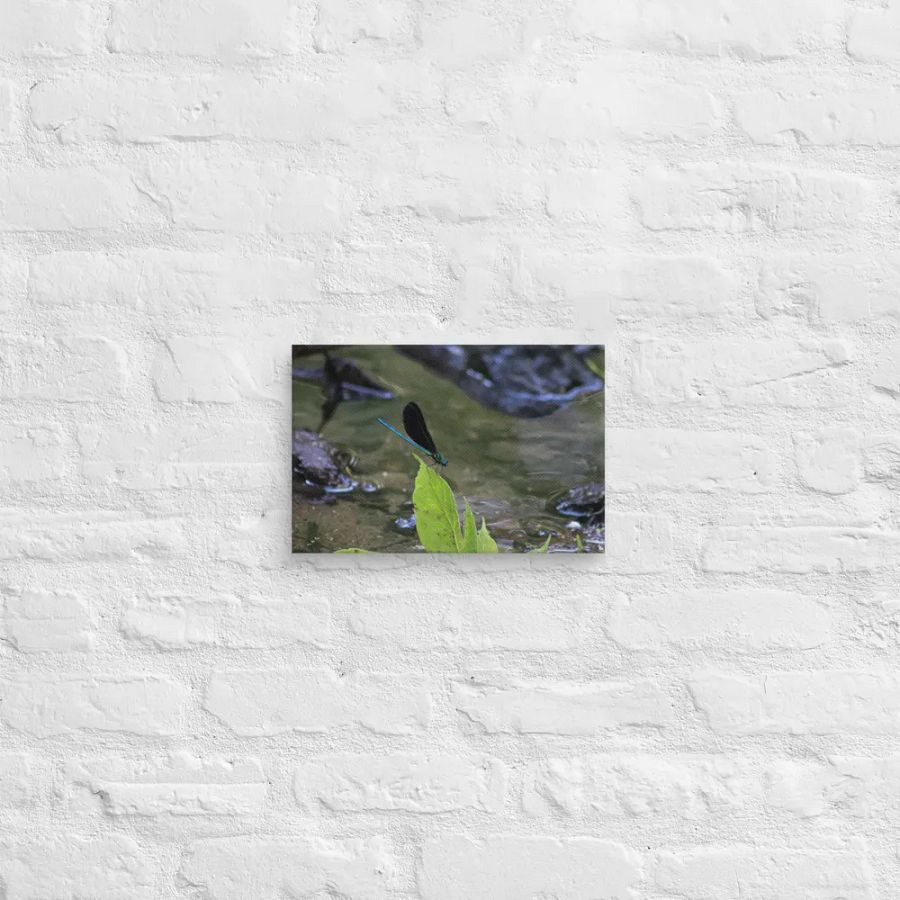 Ebony Jewelwing product image (8)