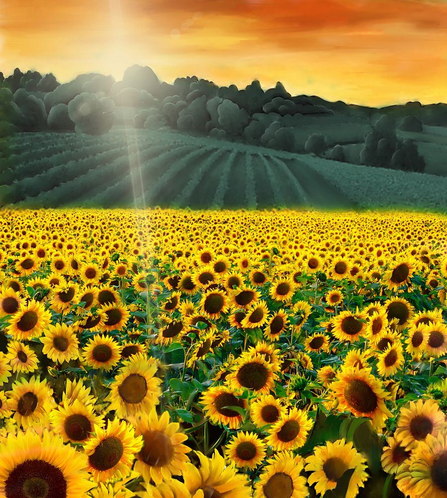 Where the Flowers Bloom product image (2)