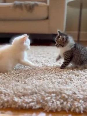 kittens fighting are just so cute 😍 #cattok #kittens #catlovers #fyppppppppppppppppppppppp 