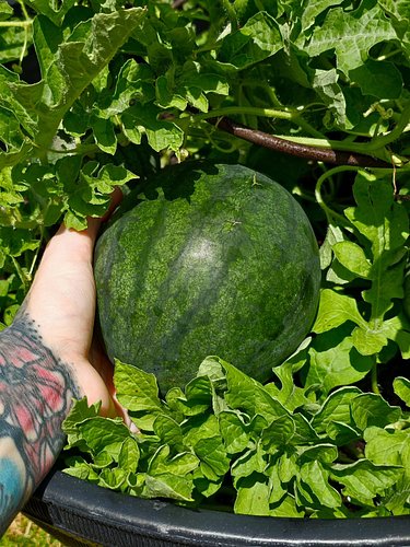 🍉 This was the first year we had ever grown Sugar Baby Watermelons here in North Texas and they grew wonderfully! We grew our...