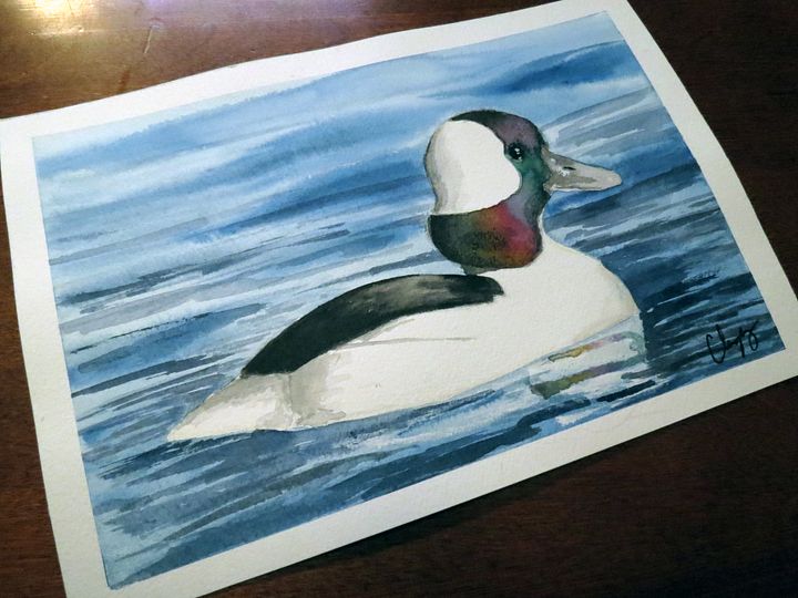 Bufflehead - Original Watercolor Painting product image (1)