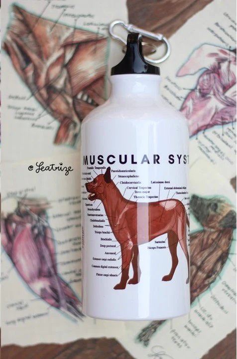 Canine Body System Sports Jug Set product image (5)