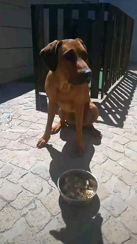 How our dogs eat #boerboel #rhodesianridgeback #southafrica #mastiff #southafricanboerboel #doggo #ridgebacksofinstagram #pet...