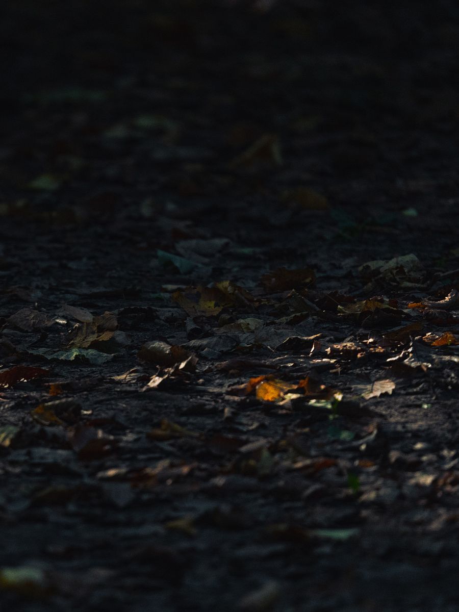 Forrest Floor #1 product image (1)