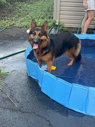 Pool party 🎉

.

.

.

.
#dogs #dogsofinstagram #germanshepherd #germanshepherdpuppy #germanshepherdsofinstagram #dogstagram ...