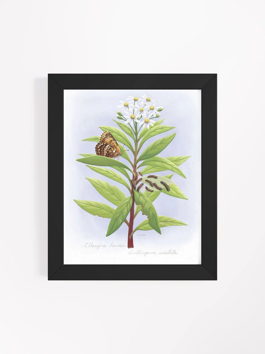 Harris' Checkerspot Butterfly & cats product image (45)