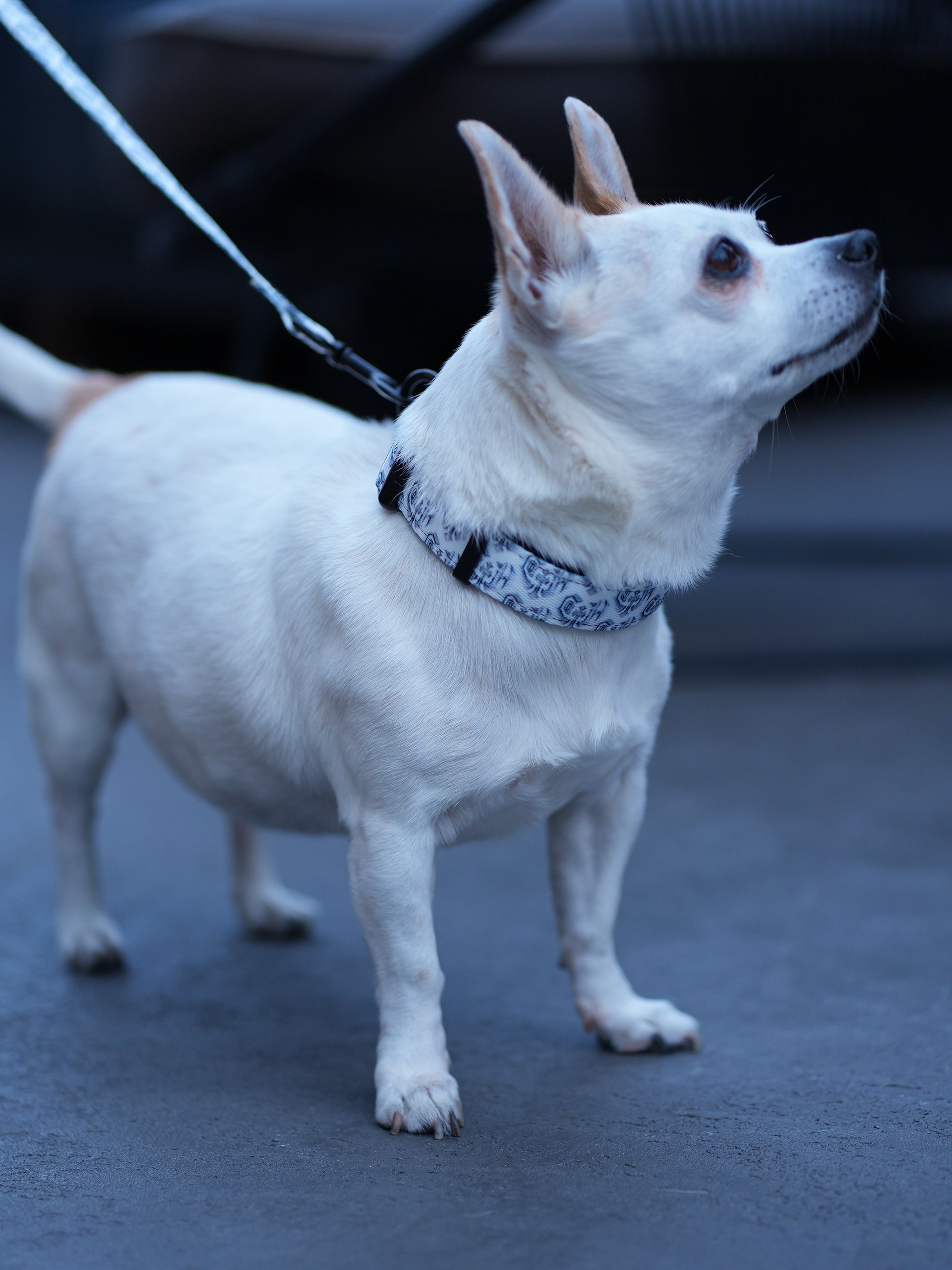 leash product image (6)