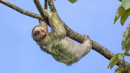 Sloth fact of the day! Did you know, Sloths only descend from trees once a week or so? 🦥🌿 They are among the most energy-effi...