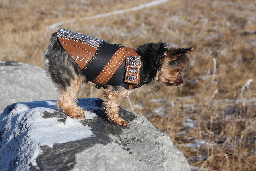 Witcher Armor for a Dog - PDF Pattern Download product image (4)