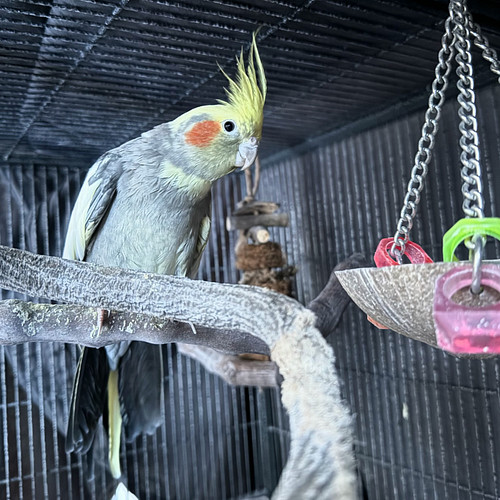 I will never get over how pretty Cricket’s patterning is in his feathers. I also love the fact that he has a single yellow ta...