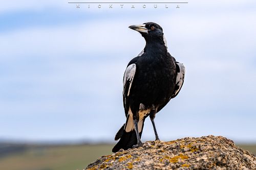 Absolutely love this incredible shot I got of a magpie who absolutely seemed to love being a model for me when I was at the p...