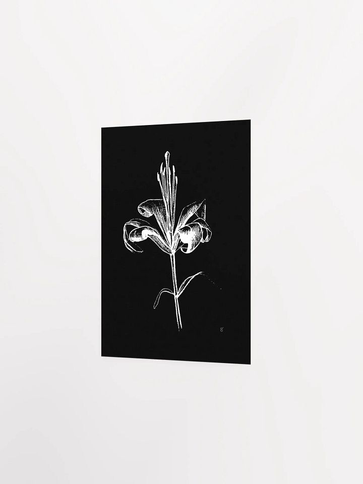 Ethereal Lily Sketch Poster - Fine Flower Dark product image (2)