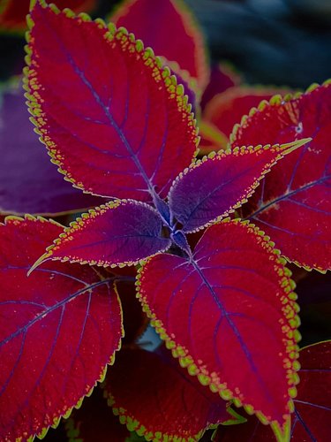 Guess who got a new lens: Flower Edition.

Side note, but I'm planning on posting more photography alongside my art on my HAV...