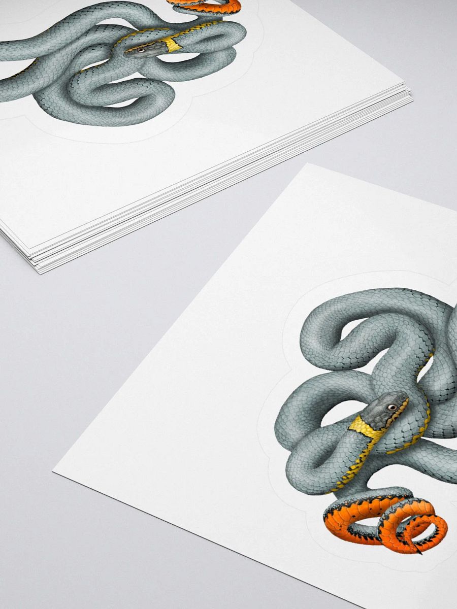 Die-Cut Sticker – Regal Ringnecked Snake product image (12)