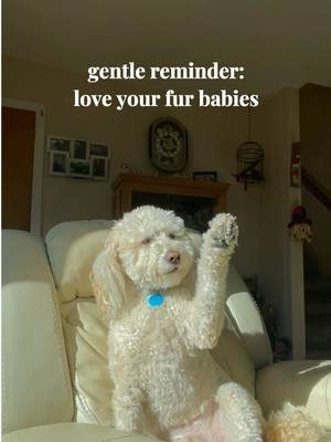 sweetest boy ever!! 🐕✨🧺 #doggo #dogtok #goldendoodle #cutedog #furbaby