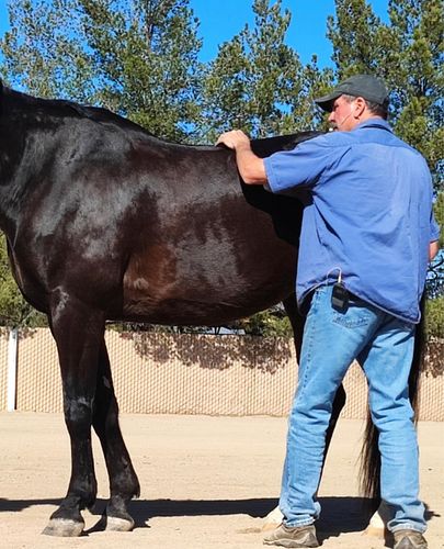 Seems crazy but this works! Not only does it relieve tension in your horse, it’s a great way to bond with them (or your lesso...