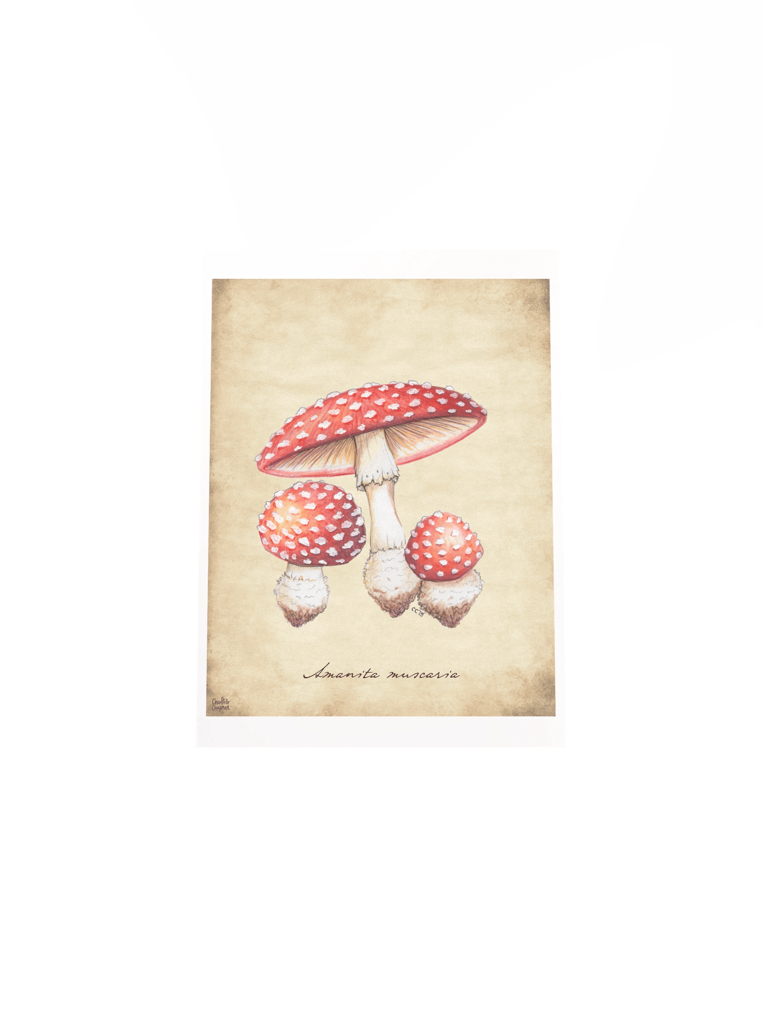 Amanita Muscaria - Art Print product image (5)