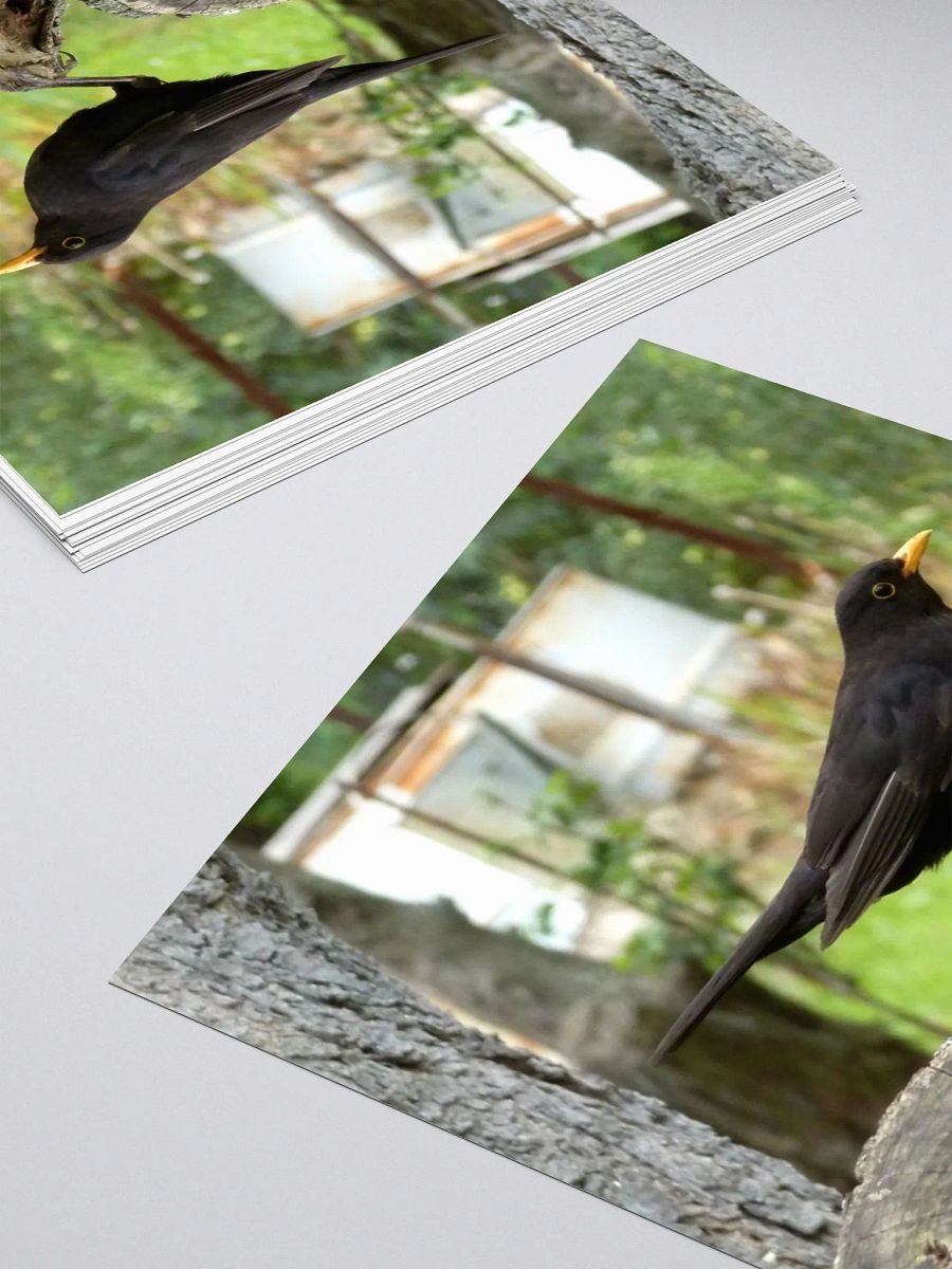 Kiss Cut Sticker - The common blackbird product image (4)
