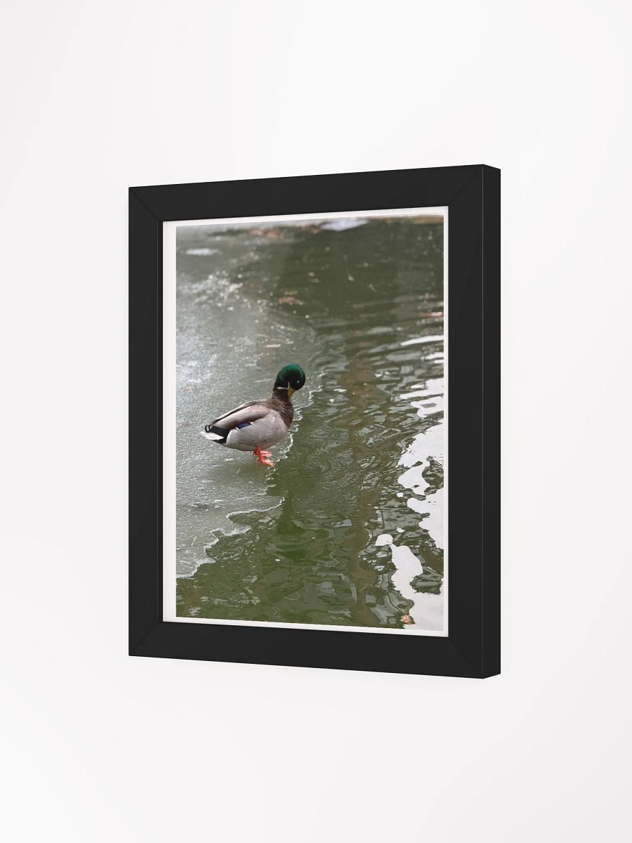 Contemplative Duck on Thin Ice Framed Poster product image (3)