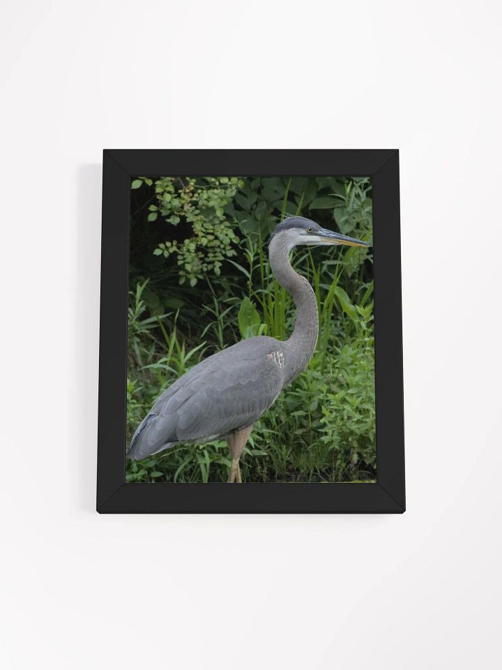 Great Blue Heron Poster product image (1)