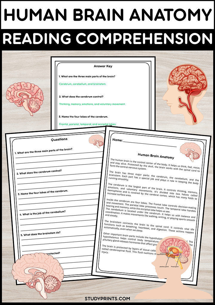 Human Brain Anatomy Reading Passage with Comprehension Questions | Science Activity product image (1)