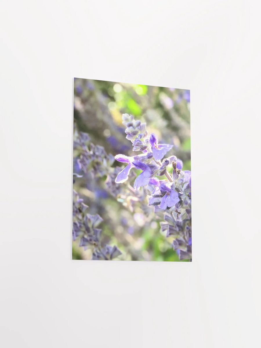 Wisteria 2 product image (32)