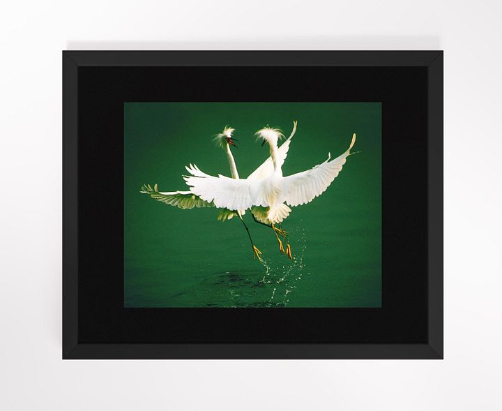 Snowy Egrets I Framed Print product image (1)