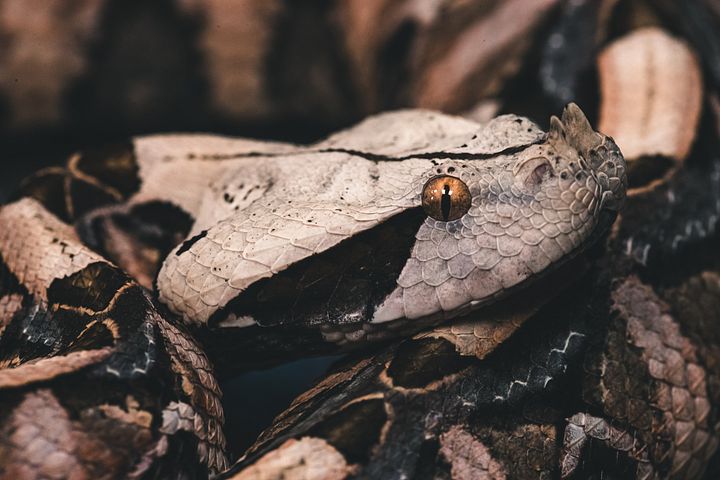 Gaboon Viper product image (1)