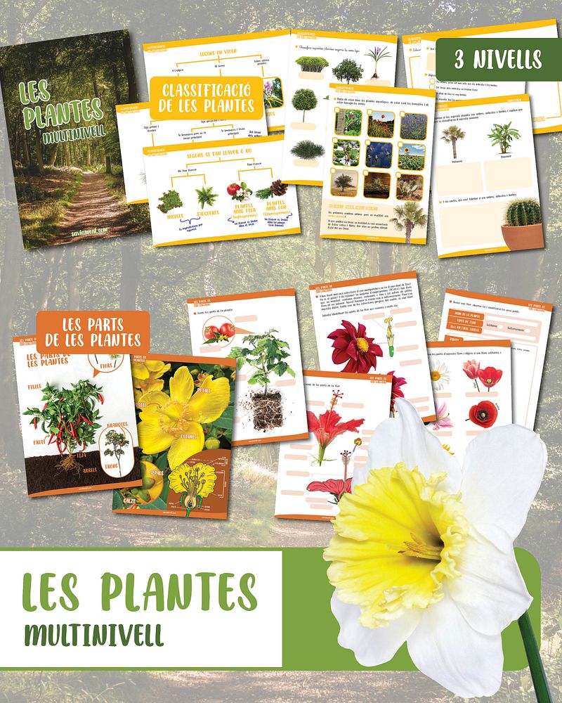 Les plantes: multinivell