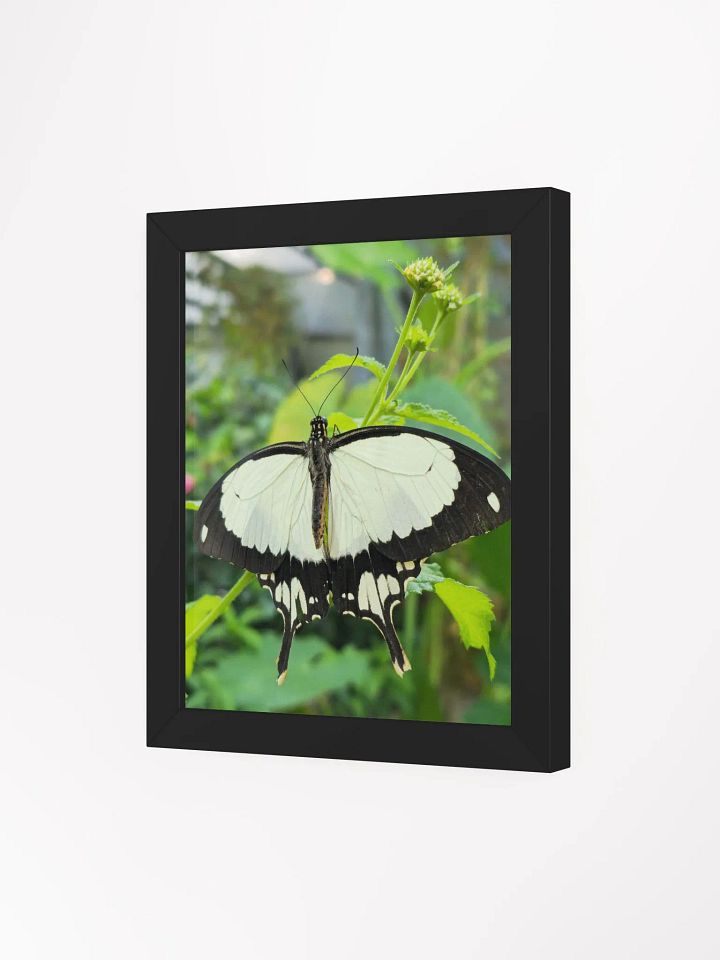Mocker Swallowtail Tropical Butterfly Matte Poster product image (1)