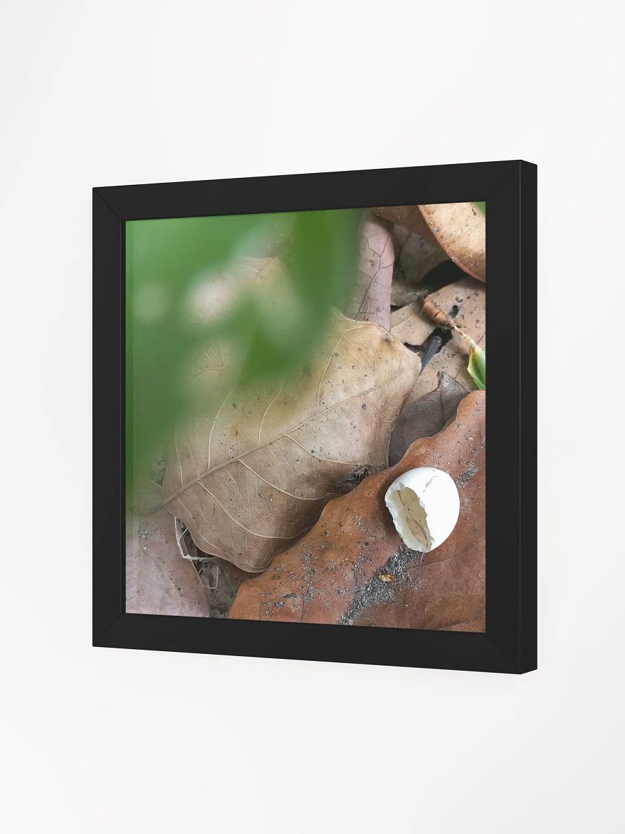 Hatched Egg framed photo product image (8)