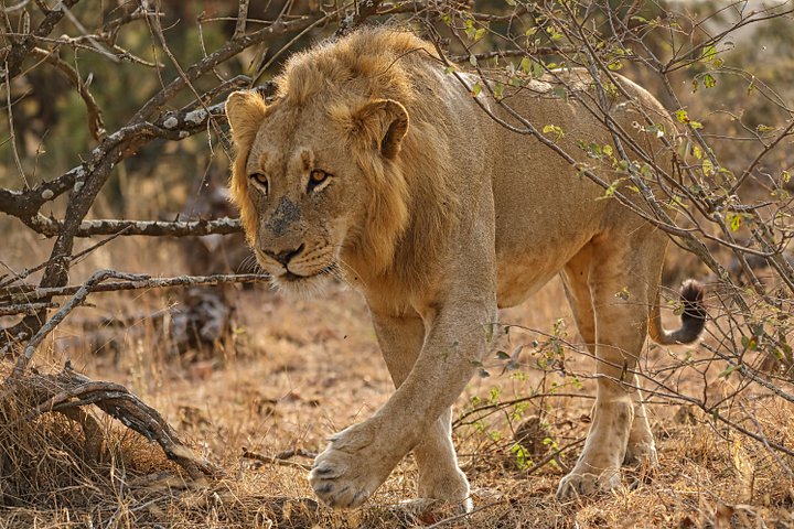 Lion product image (1)