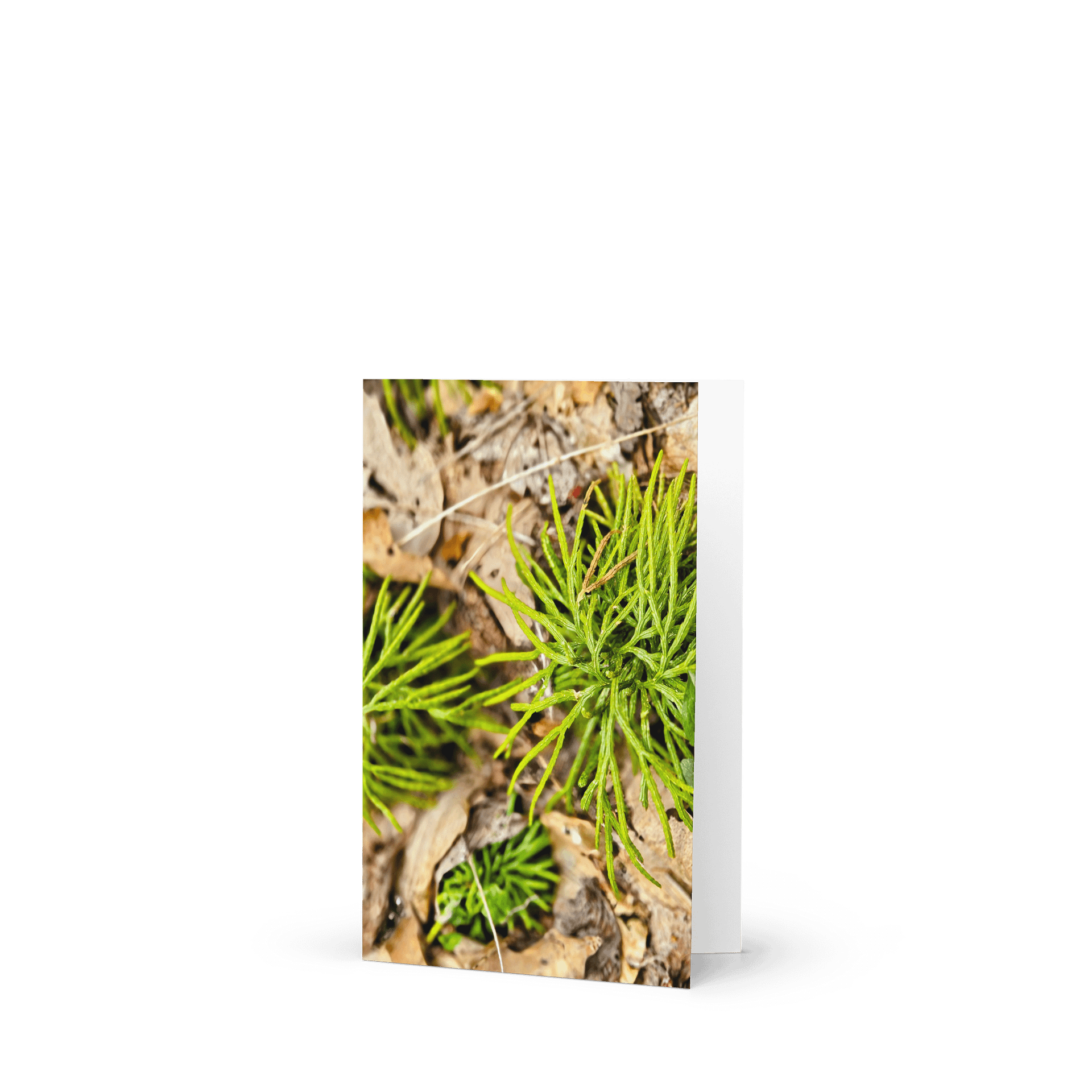 Spikeleaf Greeting Card product image (1)