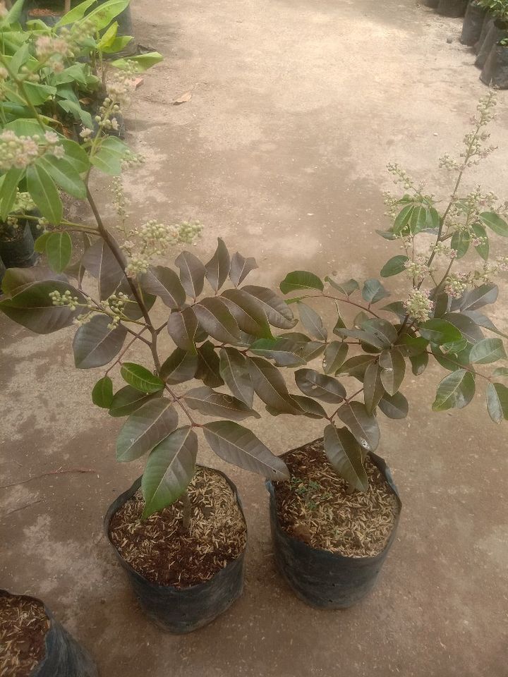 New Product product image (1)
