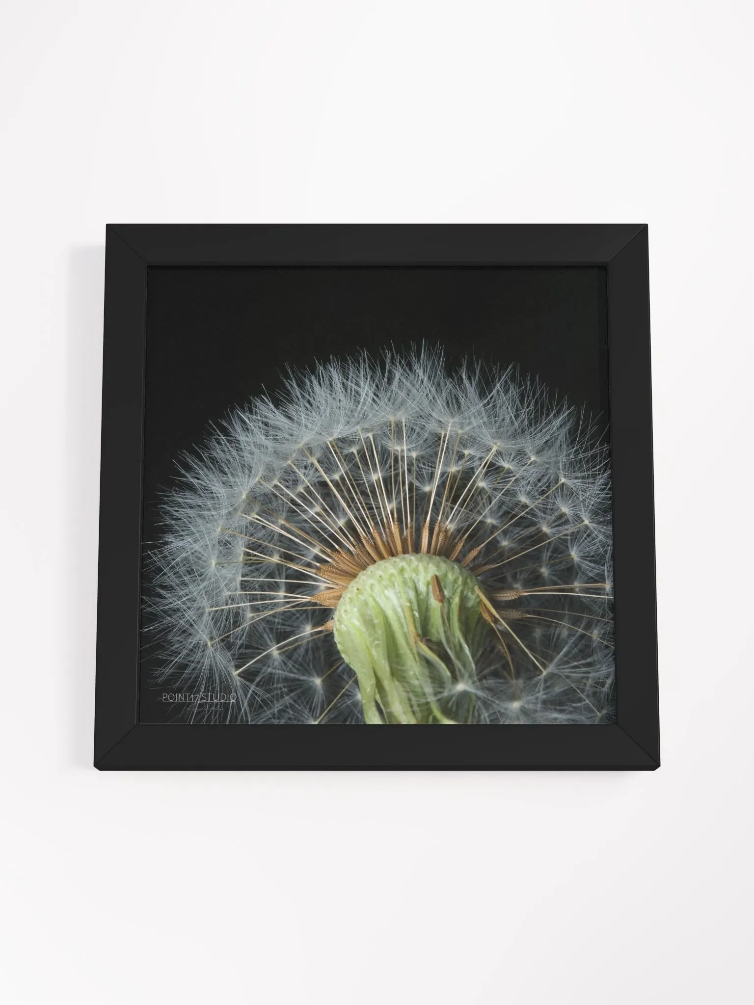 Dandelion #4 - Framed Print product image (4)