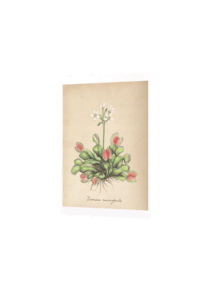 Venus Flytrap - Art Print product image (2)