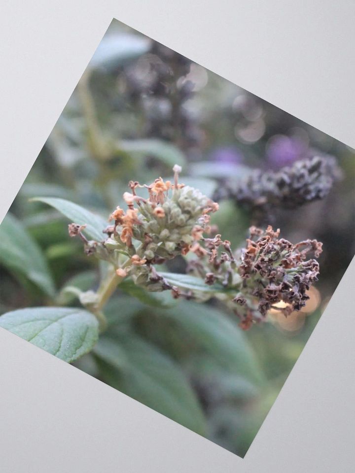 A Study in Flowers 2 - Sticker version product image (4)